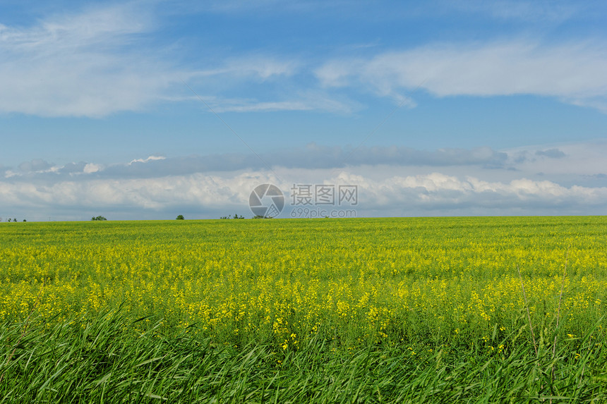 蓝云天空下的小麦田季节土地场地玉米蓝色草地环境牧场风景农业图片