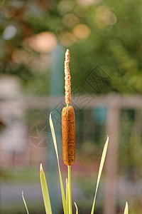 阔叶香蒲无风季节高清图片