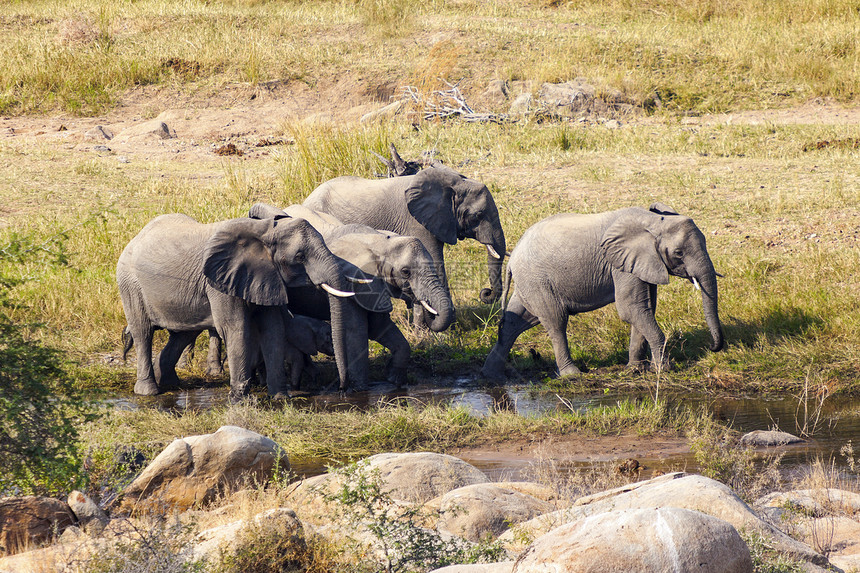大象家庭动物群树干灰色獠牙哺乳动物植物群荒野身体耳朵野生动物图片