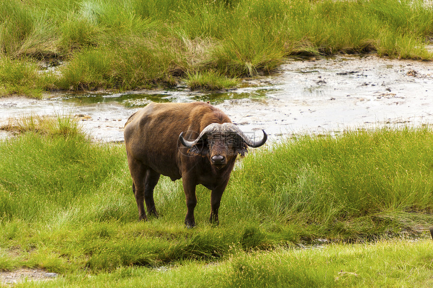 水牛角荒野植物群哺乳动物绿色水牛动物群棕色野生动物图片
