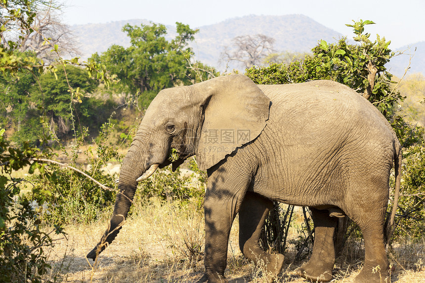 非洲大象耳朵灰色荒野獠牙野生动物身体动物群哺乳动物植物群树干图片
