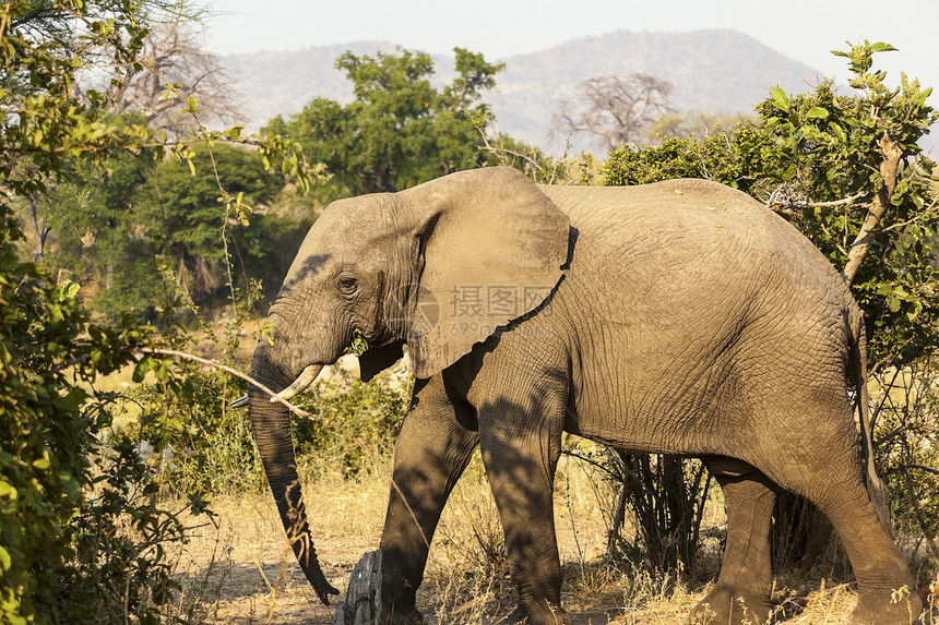 非洲大象牧场图片