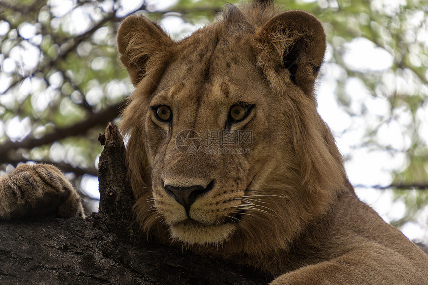 狮子的肖像植物群荒野哺乳动物毛皮动物群褐色野生动物图片