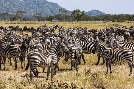 蓝色角马大规模移徙迁移国家团体动作羚羊环境哺乳动物公园蓝色荒野背景