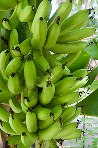 香蕉树热带植物水果食物健康绿色高清图片