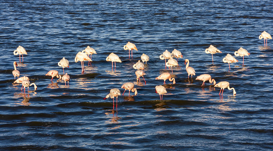 粉红火烈鸟团体蓝色荒野野生动物背景图片