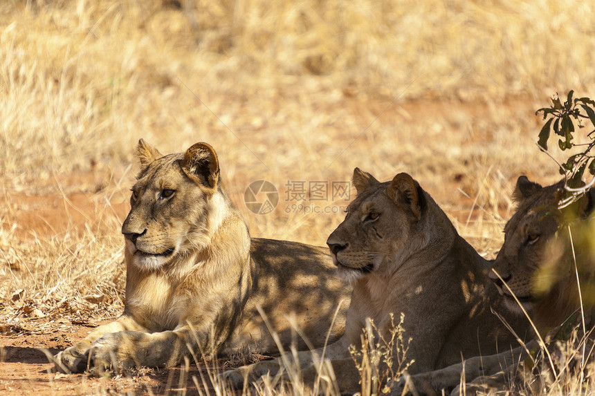 狮子狮毛皮动物群身体荒野黄褐色褐色野生动物眼睛植物群哺乳动物图片