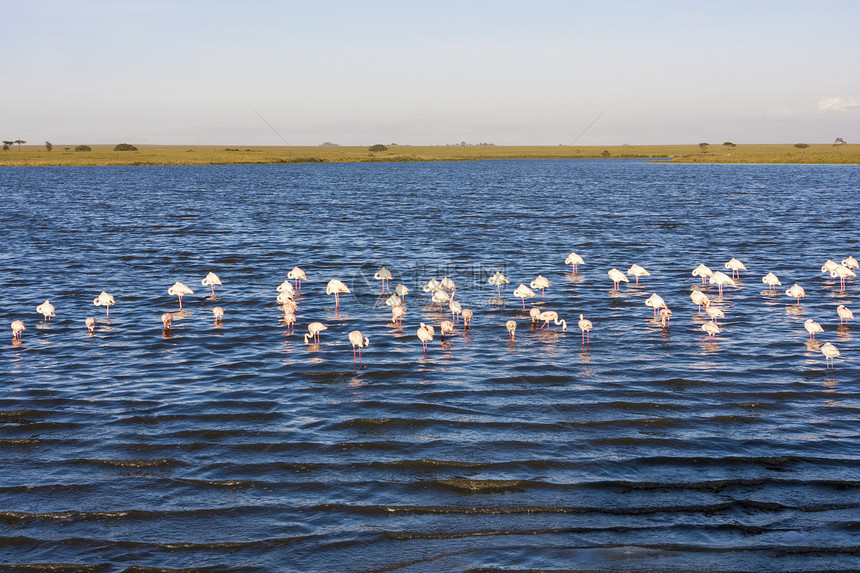 湖中的粉红火烈鸟图片