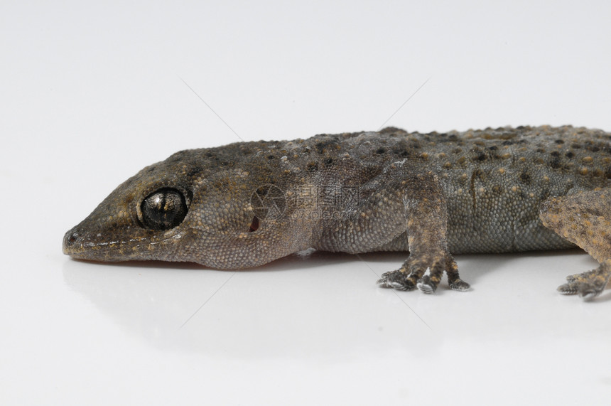 Gecko 蜥蜴动物宠物野生动物房子情调工作室棕色白色异国壁虎图片