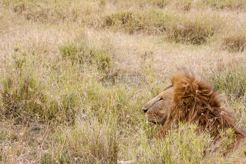 狮子雄狮毛皮荒野哺乳动物野生动物植物群耳朵眼睛动物群黄褐色身体图片
