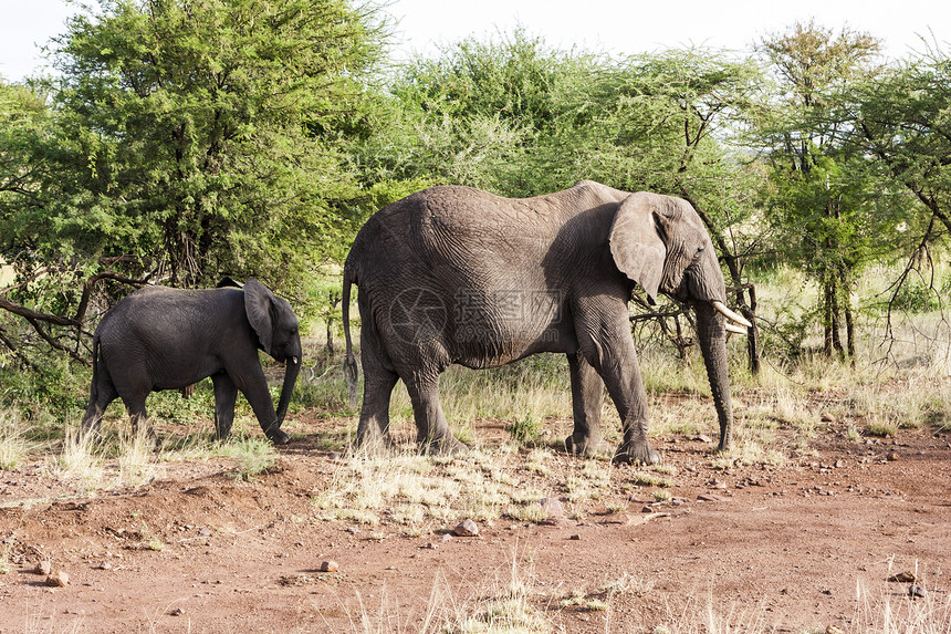 非洲家庭哺乳动物女族树干犊牛大草原大象奶牛荒野女性图片