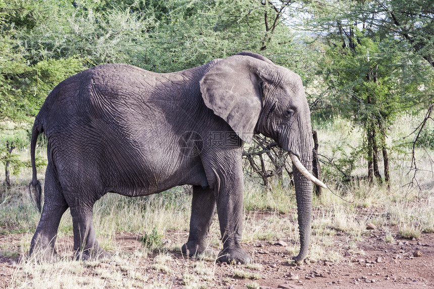 非洲奶牛树木獠牙领导者动物树干犊牛荒野动物群女族图片