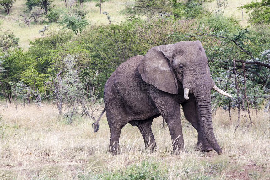 非洲野生动物大象荒野女性獠牙大草原女族领导者树干树木图片