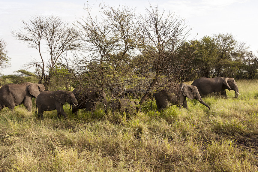 非洲团体荒野哺乳动物女性动物犊牛獠牙树木大草原大象图片