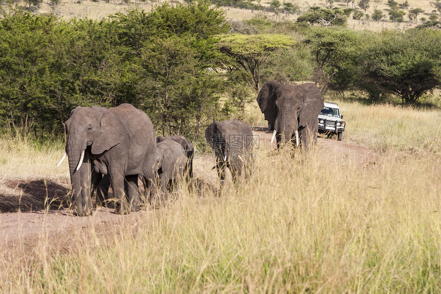 非洲大象獠牙团体领导者家庭女族奶牛树干树木野生动物图片