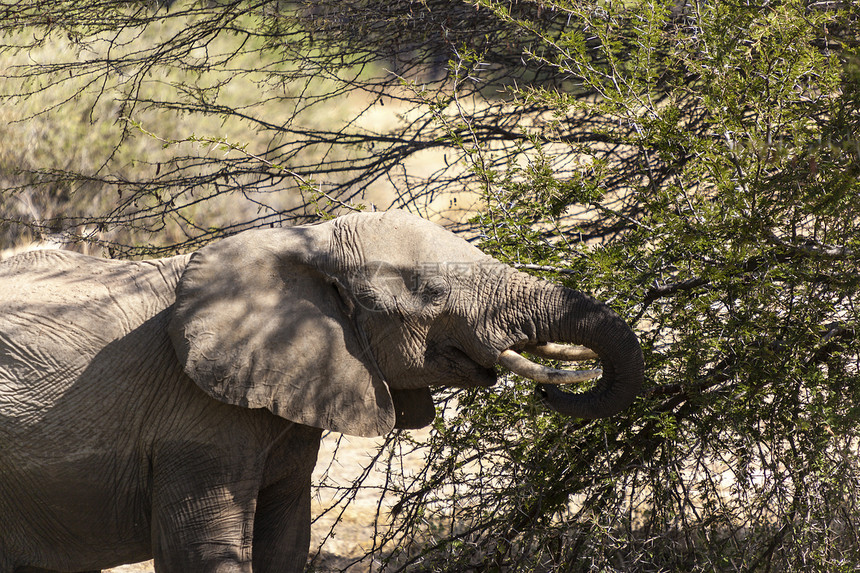 非洲奶牛大象女族野生动物女性树干荒野领导者大草原獠牙图片