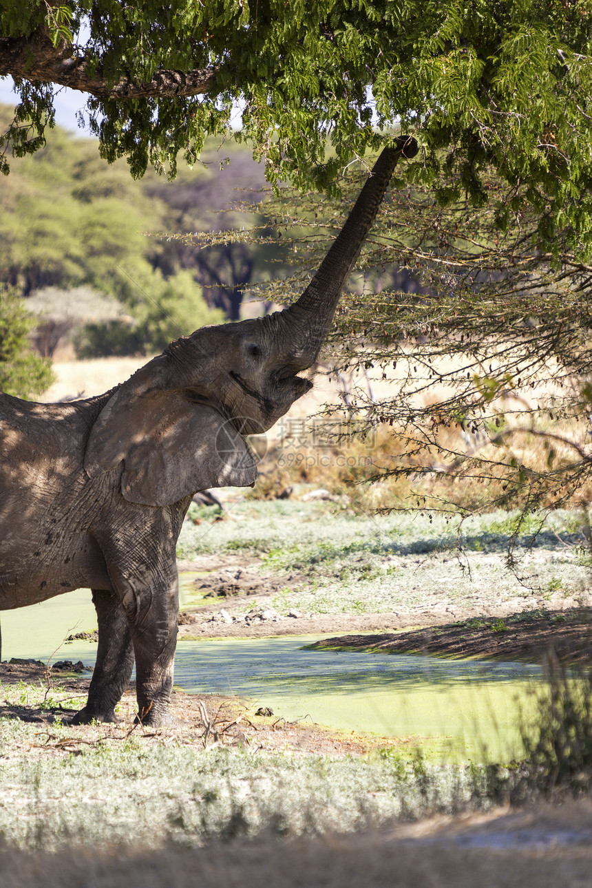 非洲团体动物群犊牛野生动物哺乳动物动物树木獠牙领导者女族图片