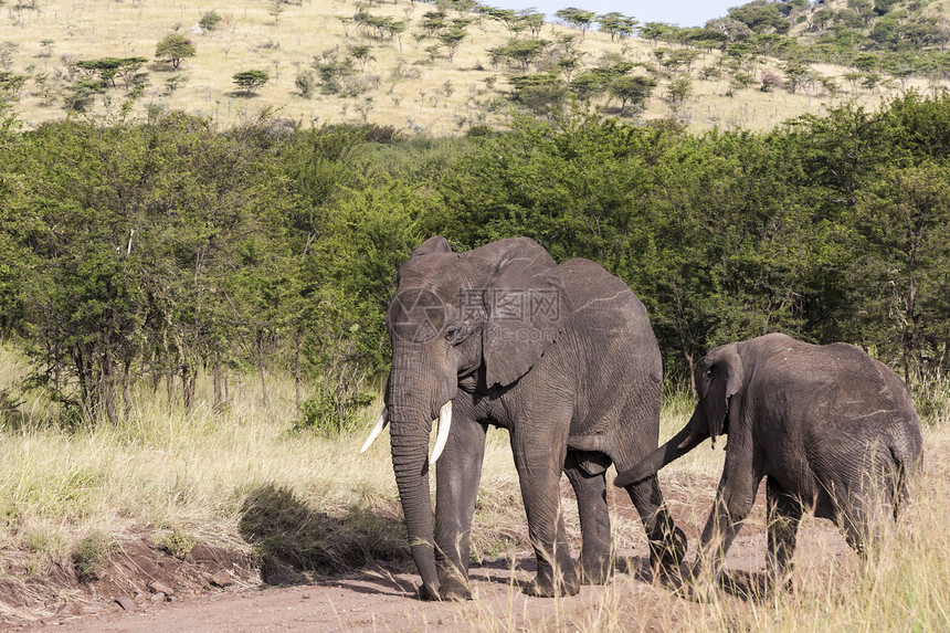 非洲野生动物动物群奶牛獠牙动物团体大象荒野树干女族图片
