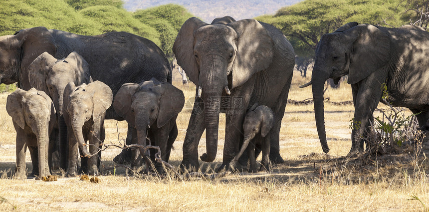 非洲野生动物动物树木家庭领导者树干动物群大象哺乳动物大草原图片