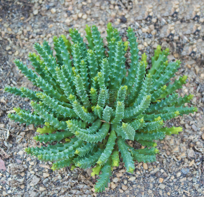 稀释植物情调树叶异国肉质皮肤花环红色绿色粉色园艺图片