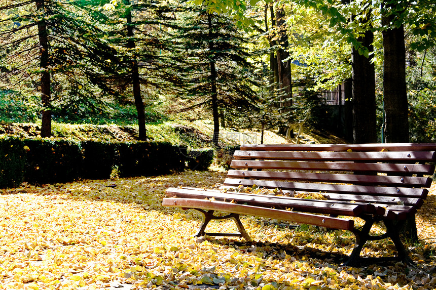 法官在阳光明媚的秋天公园里站着叶子树木黄色植物群森林地毯长椅生长太阳天空图片