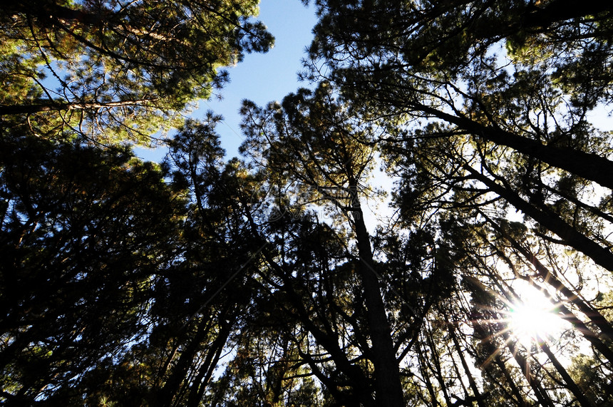 相当高的松木林季节松树树木绿色生长阳光天空公园木头荒野图片