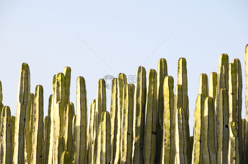 沙漠中的绿色大仙人掌蓝色植物学天空衬套国家生活植物群脊柱旅行植物图片