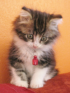 凯蒂猫红色背景小猫 猫 毛绒样背景