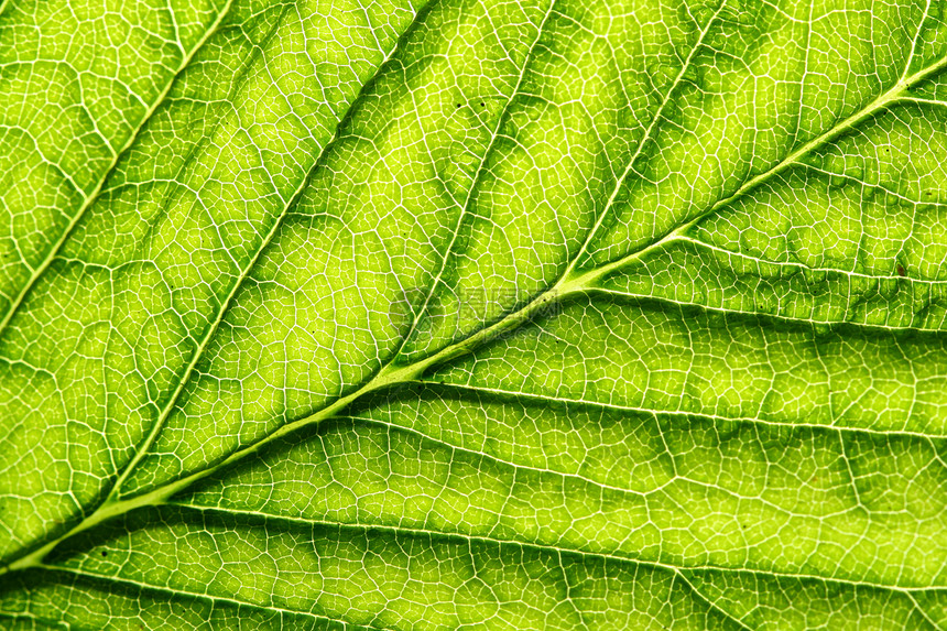 绿叶静脉植物阳光花园草本植物情调生活宏观植物学生长光合作用图片