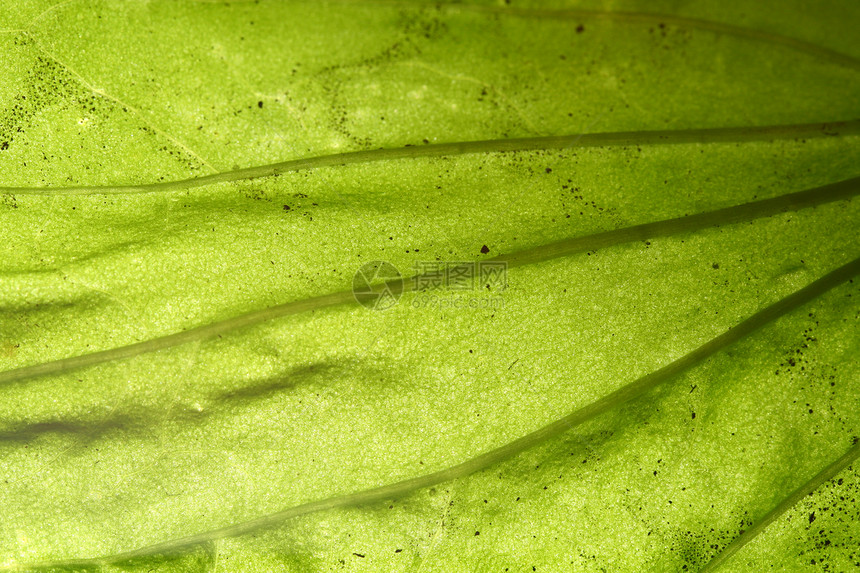 绿叶静脉森林阳光网格草本植物床单植物学阴影生活植物叶子图片