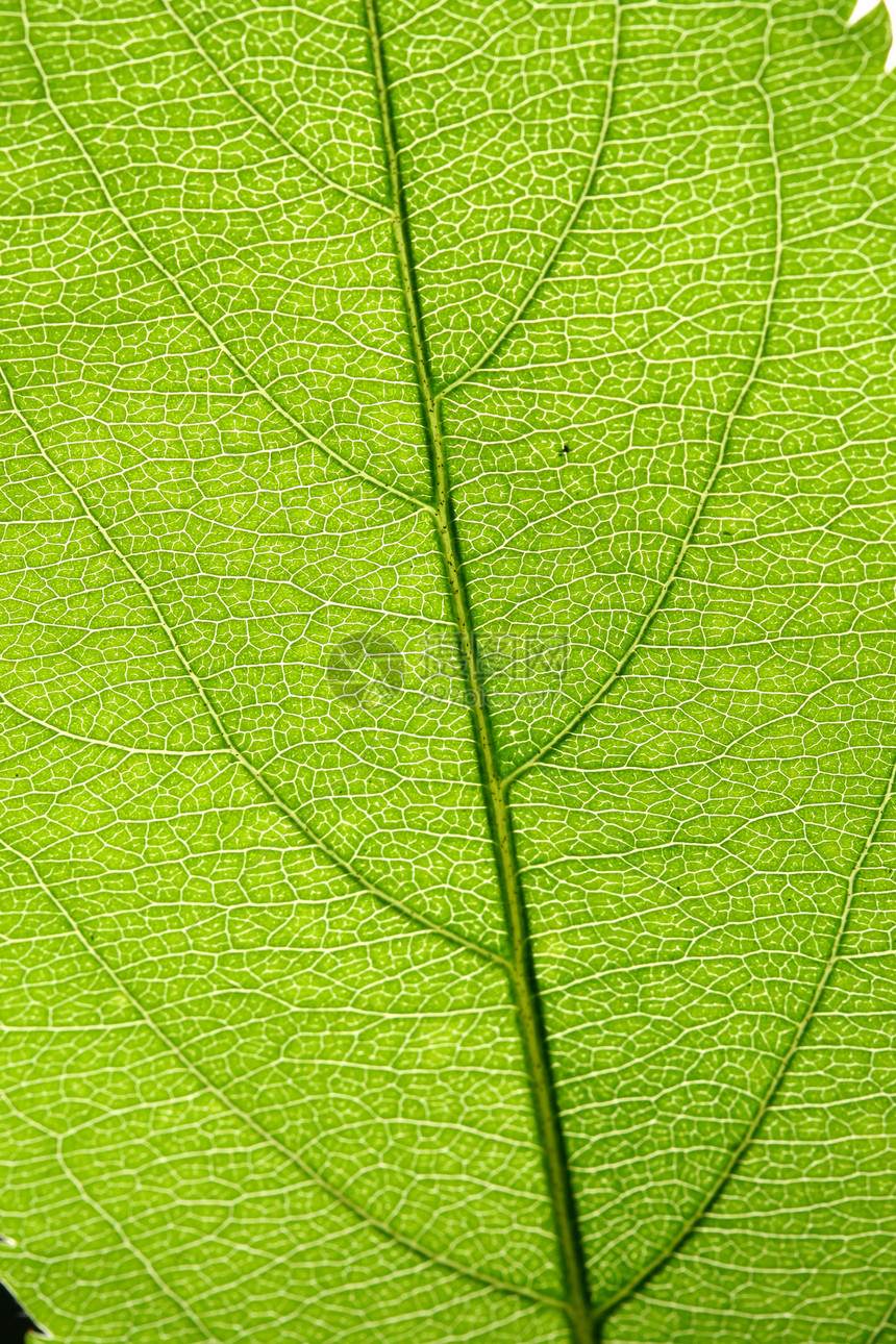 绿叶静脉情调阴影森林植物光合作用网格植物学绿色阳光桦木图片