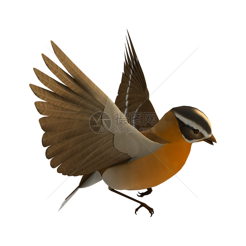 格罗斯比克鸟类白色羽毛荒野雀科野生动物动物翅膀动物群观鸟图片