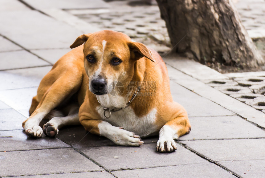 泰国曼谷某处街上养狗的一条狗人行道障碍马具街道视力皮带残疾人友谊宠物城市图片