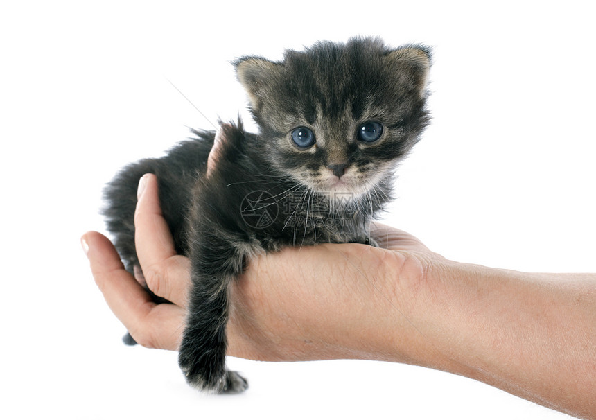 手握着小猫工作室警觉眼睛蓝色宠物动物图片