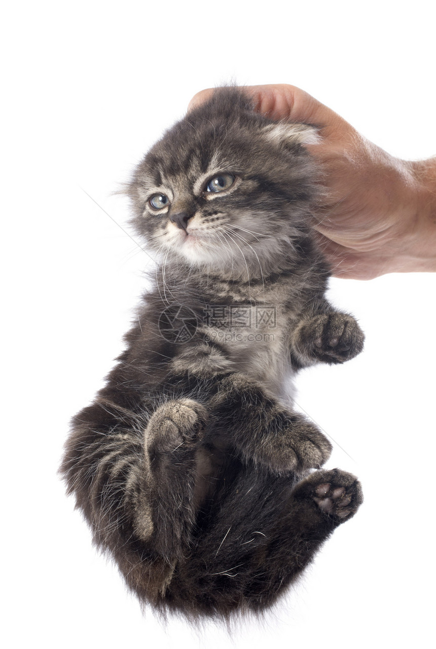 手握着小猫工作室宠物动物惩罚眼睛蓝色警觉图片