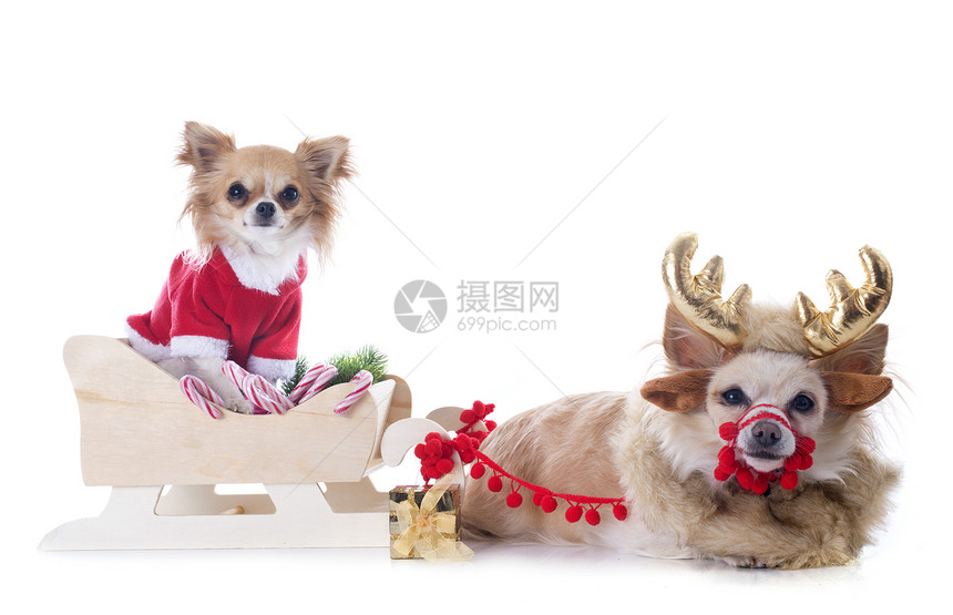吉娃娃和雪橇小狗展示红色糖果驯鹿宠物礼物新年戏服季节图片