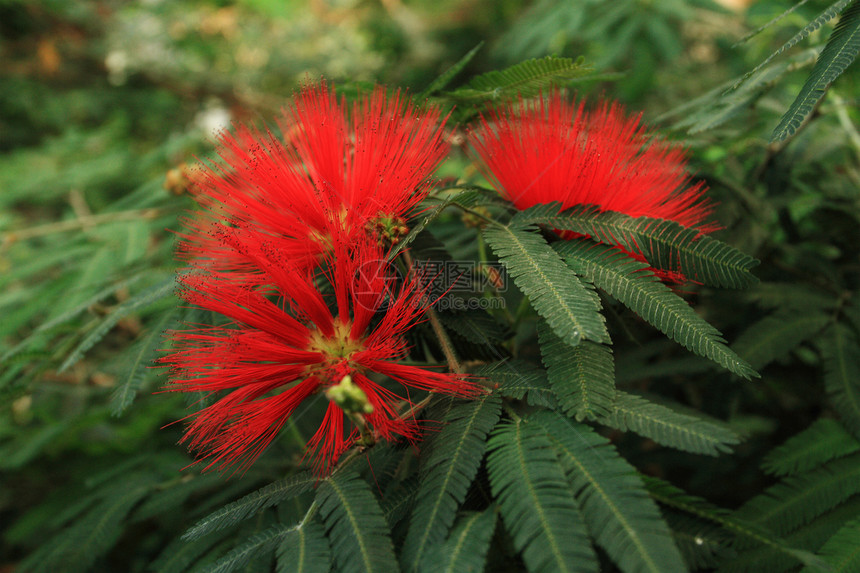 金合欢花花瓣红色野花植物群场地情调花粉异国花束叶子图片