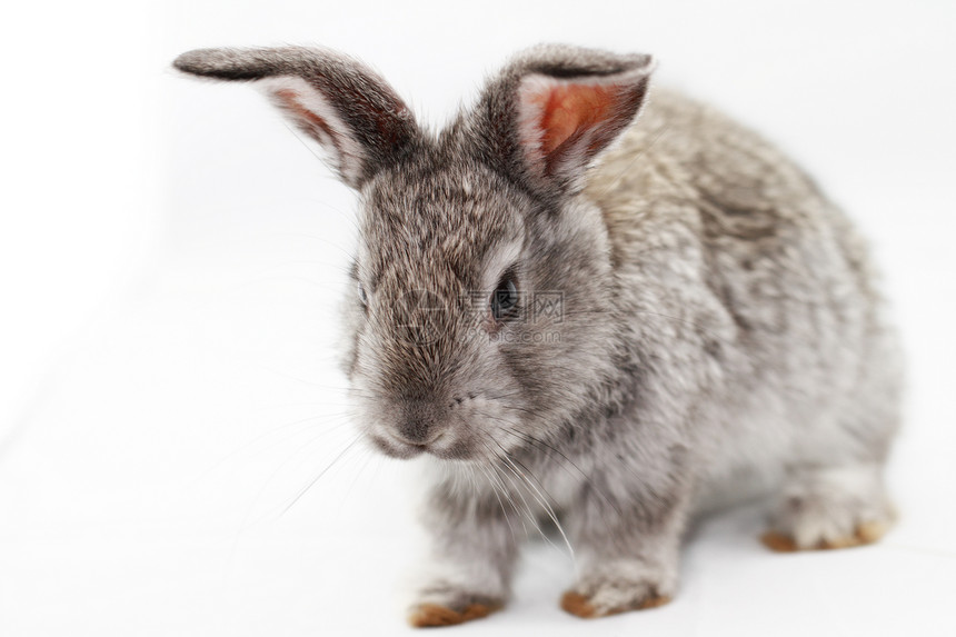 灰兔荒野白色乐趣动物哺乳动物毛皮灰色宠物农业耳朵图片