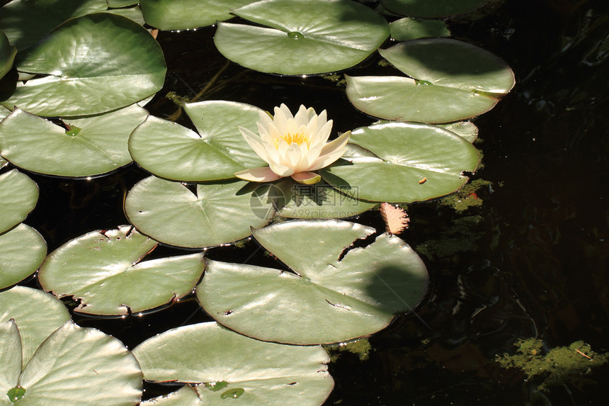 白水百合情调异国池塘野生动物花朵花园荷花季节栖息地植物图片