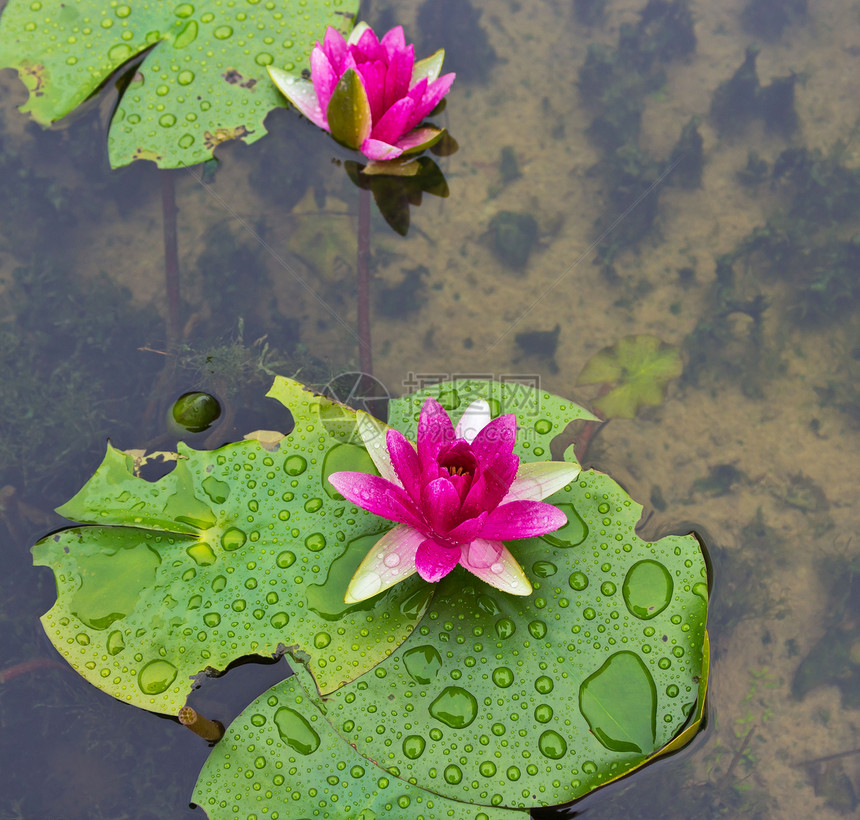 池塘里的花朵百合热带花瓣植物紫色花园叶子植物学宏观水池图片