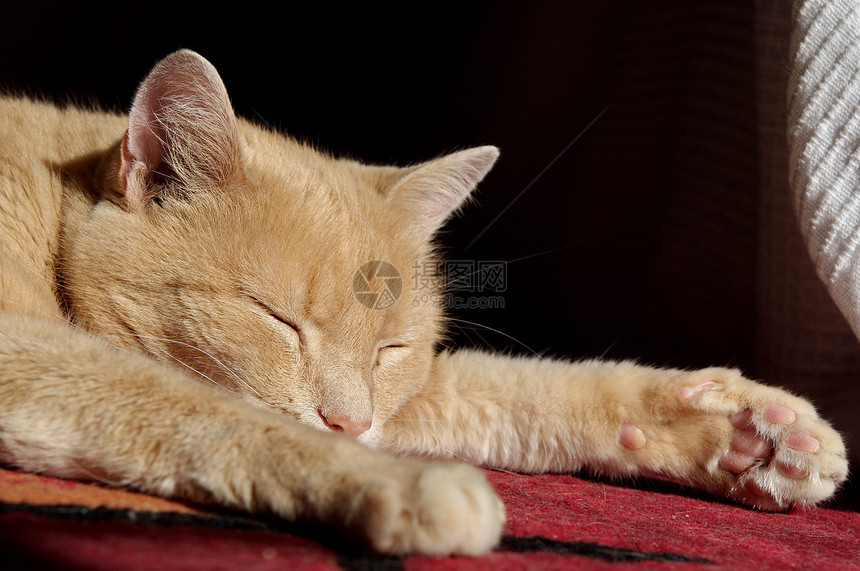 睡着的金姜猫胡须鼻子毛皮猫科猫咪动物爪子地毯哺乳动物睡眠图片