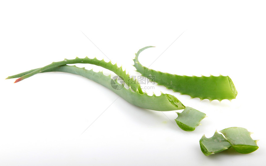 Aloe Vera 白白孤立植物芦荟绿色果汁水滴愈合沙漠医疗药品洗剂草本植物图片