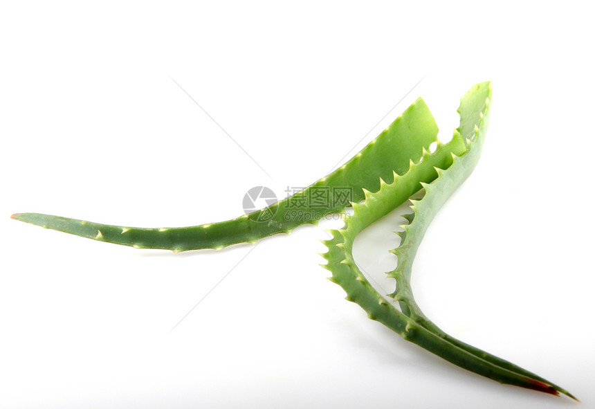 Aloe Vera 白白孤立植物洗剂果汁水滴芦荟皮肤草本植物绿色药品愈合奶油图片