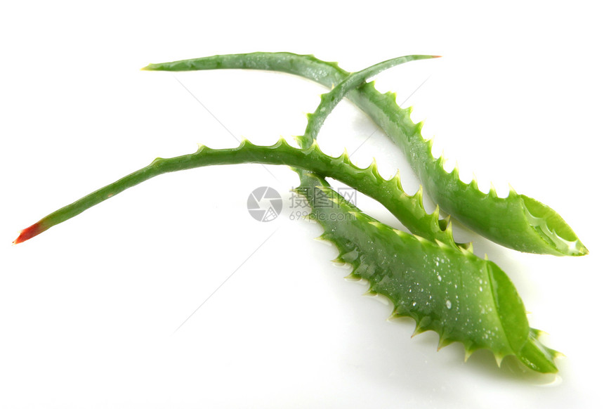 Aloe Vera 白白孤立植物治疗治愈医疗化妆品草本愈合果汁宏观草本植物皮肤图片