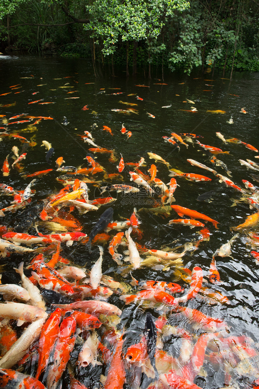 鱼类鲤鱼收成动物动物群食物钓鱼生态黄色栖息地配种图片