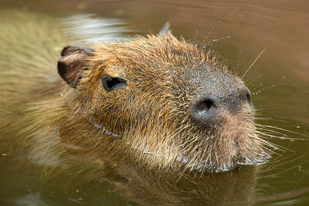 卡比巴拉哺乳动物绿色野生动物水豚食草动物棕色高清图片