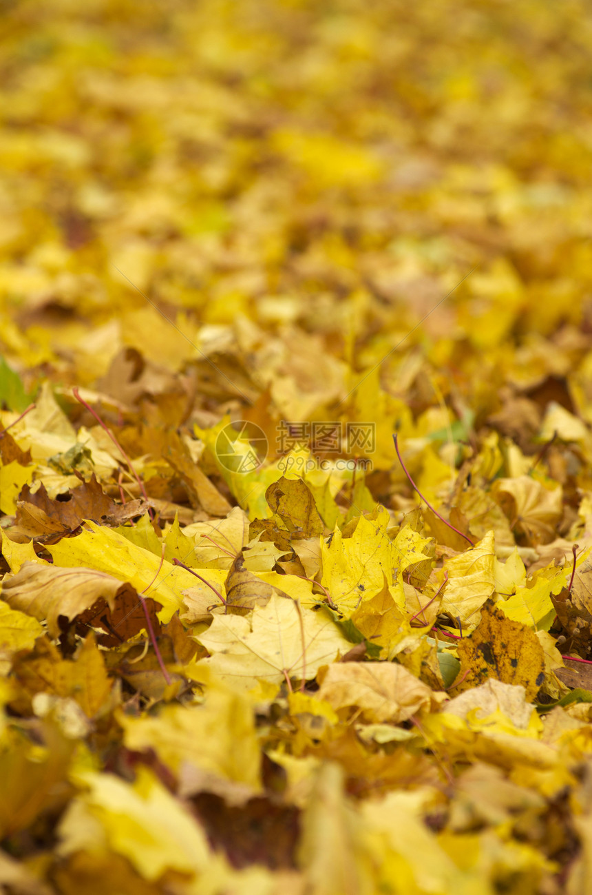 秋季假期活力公园树叶植物红色树木乡村黄色橙子绿色图片