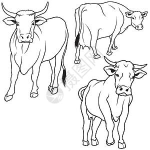 牛头采集家畜动物草图饲养员乳房牧场主剪贴插图曲线哺乳动物背景图片