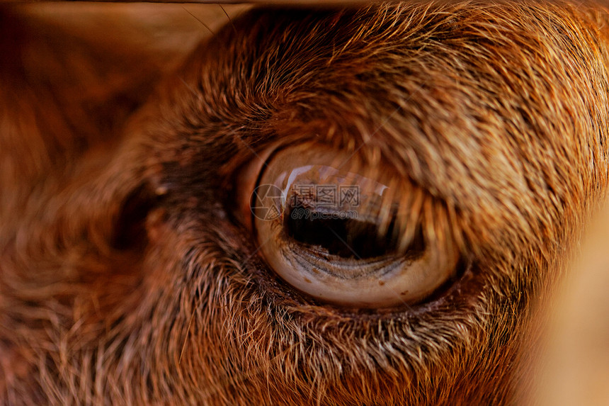 山羊的眼睛宏观农业牛角场地白色动物农场乡村成人棕色图片