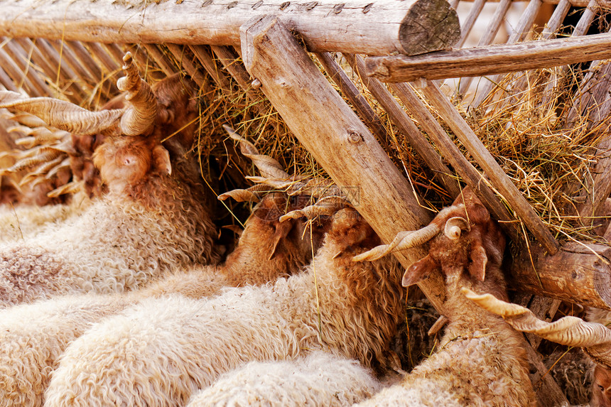农场上的山羊头发牧场哺乳动物场地农业耳朵鼻子农村喇叭动物图片